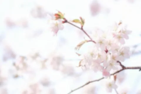 Delicate flowers of spring tree. soft selective focus Stock Photos