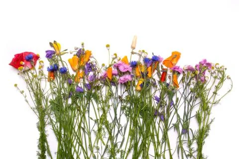 Delicate flowers. Spring yellow, purple, pink flowers on white background Stock-Fotos