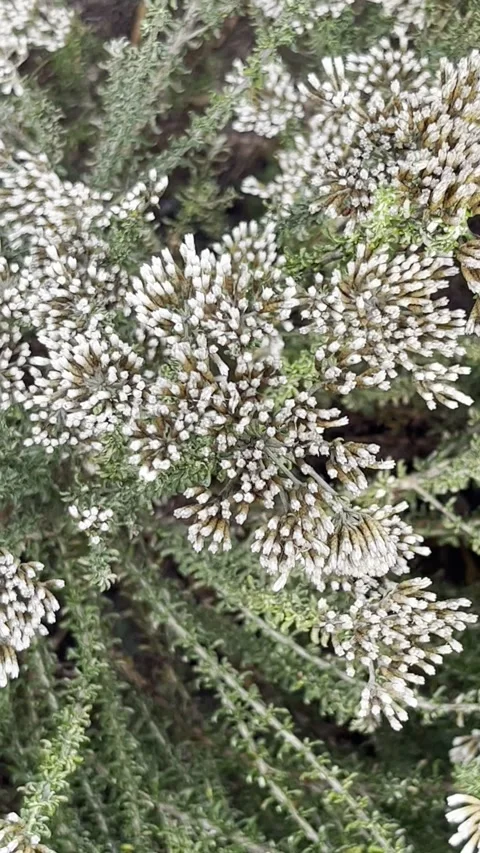 Delicate Flowers swaying gently in the wind Stock Footage 278546331