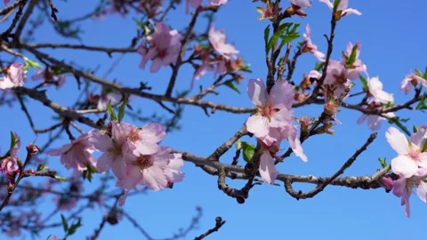 Delicate flowers symbolize spring arrival, renewal, growth, and fresh beginnings Stock Footage 329519227