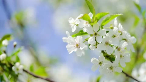Delicate flowers white cherry blossoms on branch with leaves swaying Stock Footage 192841284