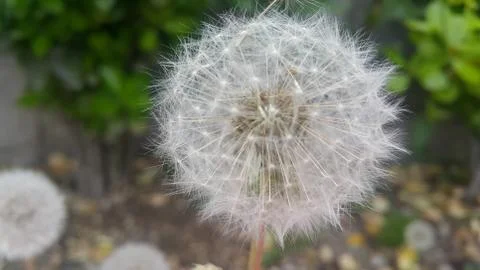 Delicate fluffy flower selectively focused on a blurred green leaves backgrou Stock Photos