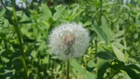 Delicate fluffy flower selectively focused on a blurred green leaves backgrou Foto stock
