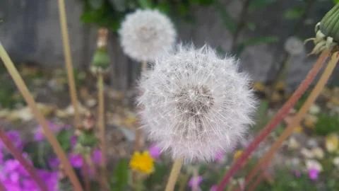 Delicate fluffy flower selectively focused on a blurred green leaves backgrou Stock Photos