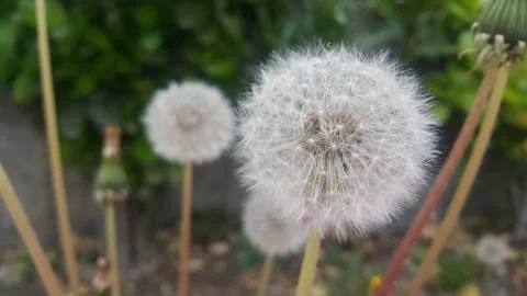 Delicate fluffy flower selectively focused on a blurred green leaves backgrou Stock Photos