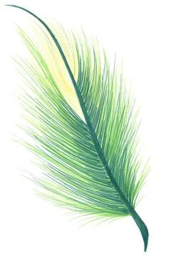 Delicate fluffy yellow-emerald feather with a dark stem in the middle and a ligh Stock Illustration
