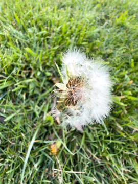 Delicate flying seeds on grass close up Foto stock