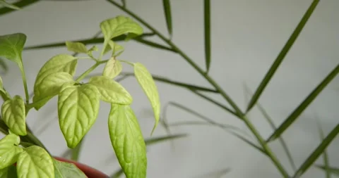 Delicate Foliage Stock Footage 331538617