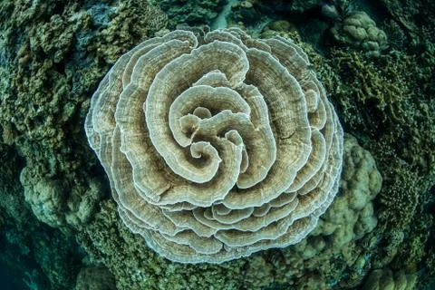 Delicate Foliose Coral Stock Photos