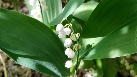 A delicate fragrant flower bloomed - a lily of the valley, on a sunny lawn Stock Footage 194474959