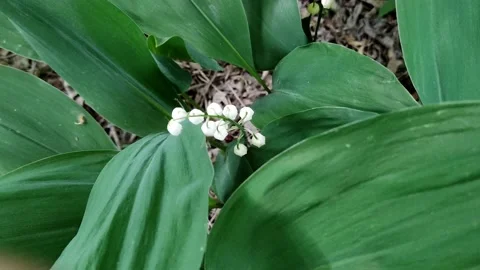 A delicate fragrant flower bloomed - a lily of the valley, on a sunny lawn Stock Footage 194474990