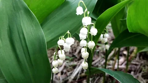 A delicate fragrant flower bloomed - a lily of the valley, on a sunny lawn Stock Footage 194475153