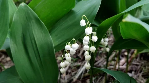 A delicate fragrant flower bloomed - a lily of the valley, on a sunny lawn Stock Footage 194519906