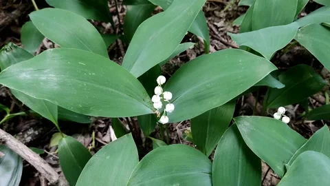 A delicate fragrant flower bloomed - a lily of the valley, on a sunny lawn Stock Footage 194519907