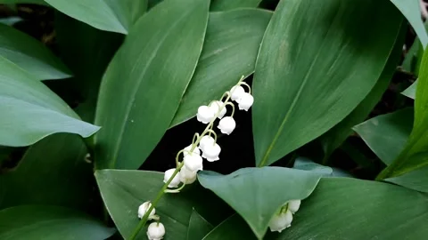A delicate fragrant flower bloomed - a lily of the valley, on a sunny lawn Stock Footage 194519908