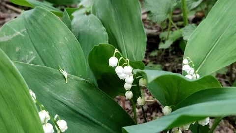 A delicate fragrant flower bloomed - a lily of the valley, on a sunny lawn Stock Footage 194612761