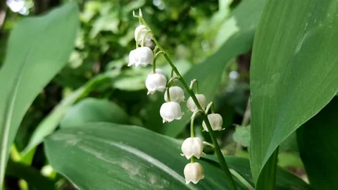 A delicate fragrant flower bloomed - a lily of the valley, on a sunny lawn Stock Footage 194612811