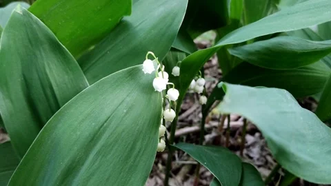 A delicate fragrant flower bloomed - a lily of the valley, on a sunny lawn Stock-Footage 194880852