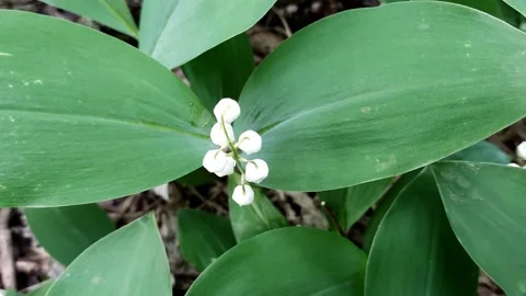 A delicate fragrant flower bloomed - a lily of the valley, on a sunny lawn Stock Footage 194880866