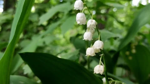 A delicate fragrant flower bloomed - a lily of the valley, on a sunny lawn Stock Footage 194880882