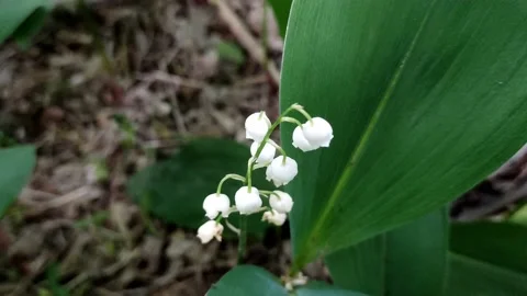 A delicate fragrant flower bloomed - a lily of the valley, on a sunny lawn Stock Footage 195066241