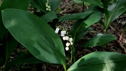 A delicate fragrant flower bloomed - a lily of the valley, on a sunny lawn Stock Footage 195385257