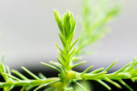 Delicate fresh sprout Stock Photos