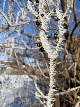 Delicate frost transforms branches into sparkling formations as winter sunlight Stock Photos