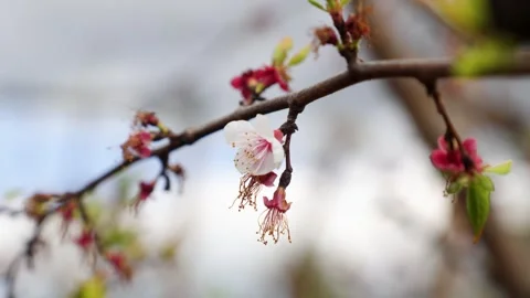 Delicate Fruit Tree Blossoms With Soft Blurred Background Stock Footage 342278852