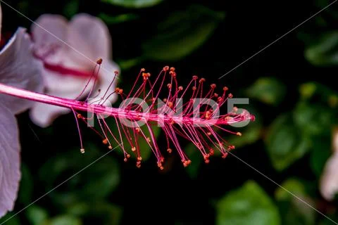 Delicate fuschia colored pistil over diffuse leafy-green background Stock Photos