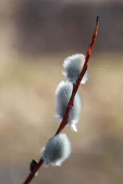 Delicate Fuzzy Texture Highlighted By Shallow Focus And Neutral Background Stock Photos