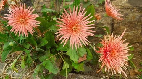Delicate Gerbera Flowers Foto stock