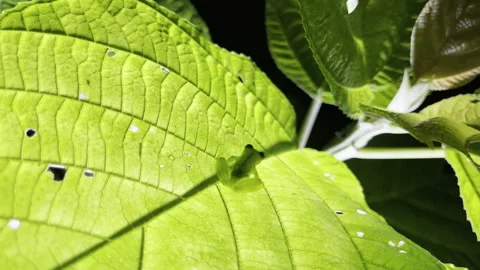 Delicate glass frog perches motionless on broad vibrant leaf highlighting Stock Footage 337946610