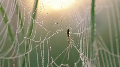 Delicate golden light casting soft glow on intricate spiderweb, dew-covered silk Stock Footage 303804377