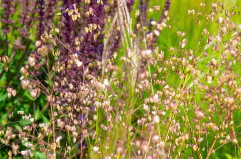 Delicate grass seed heads intermingling with flowering garden plants. Briza.. Stock Photos