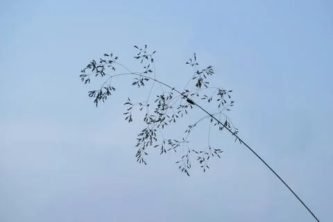 Delicate Grass Stem Against a Soft Blue Sky Stock Photos