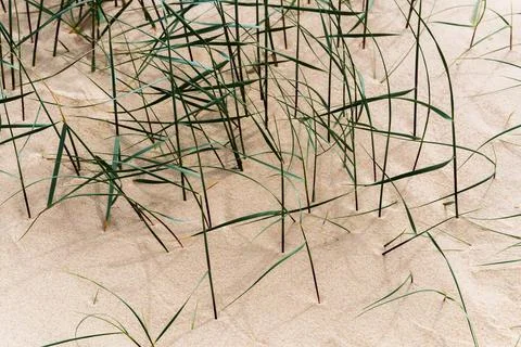 Delicate grass strands weave through sunlit coastal dunes. Stock Photos