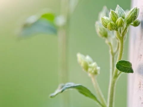 Delicate green buds prepare to bloom, radiating freshness and the promise o.. Stock Photos