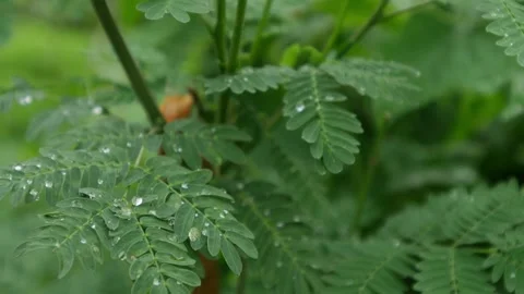 Delicate green compound leaves with crystal clear water droplets 库存影片 335710852