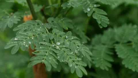 Delicate green compound leaves with crystal clear water droplets Stock Footage 335711201