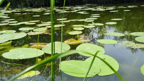Delicate green damselfly perching gently on water lily, nestled amid verdant Stock Footage 315058231