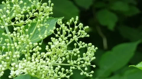 Delicate green elderberry flower buds developing against a dark green background Stock Footage 295349465