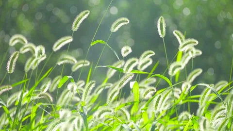 Delicate green foxtail grass swaying gently in the warm summer sunlight Stock Footage 342331965