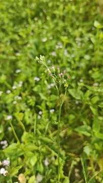 Delicate Green Herb with Tiny Flowers Stock Photos