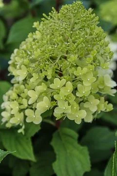 Delicate green hydrangea flowers bloom in a lush garden setting Stock Photos