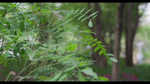 Delicate Green Leaves Swaying in Light Wind Stock Footage 331520175