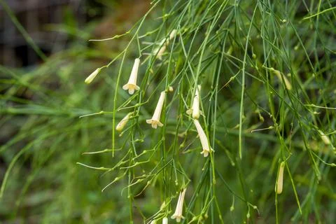 Delicate green stems hold slender yellow blossoms Stock Photos