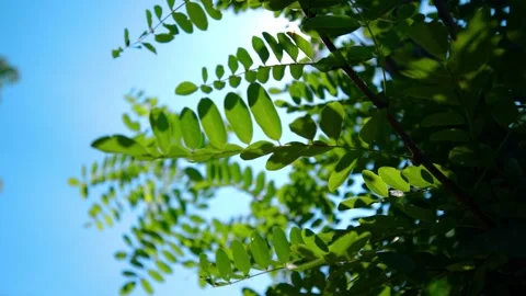 Delicate Green Tree Branches Swaying Gently Against A Bright Sunny Blue Sky 動画素材 342214234
