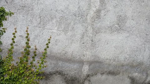 Delicate green vines crawl up the left side of a gritty gray concrete wall... Foto stock