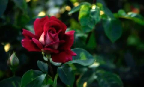 Delicate half-opened red rose flower. Stock Photos